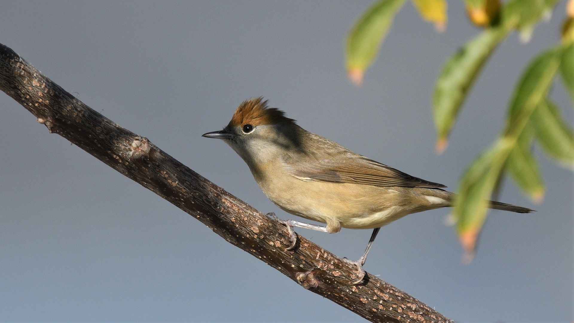 Eurasian Blackcap
